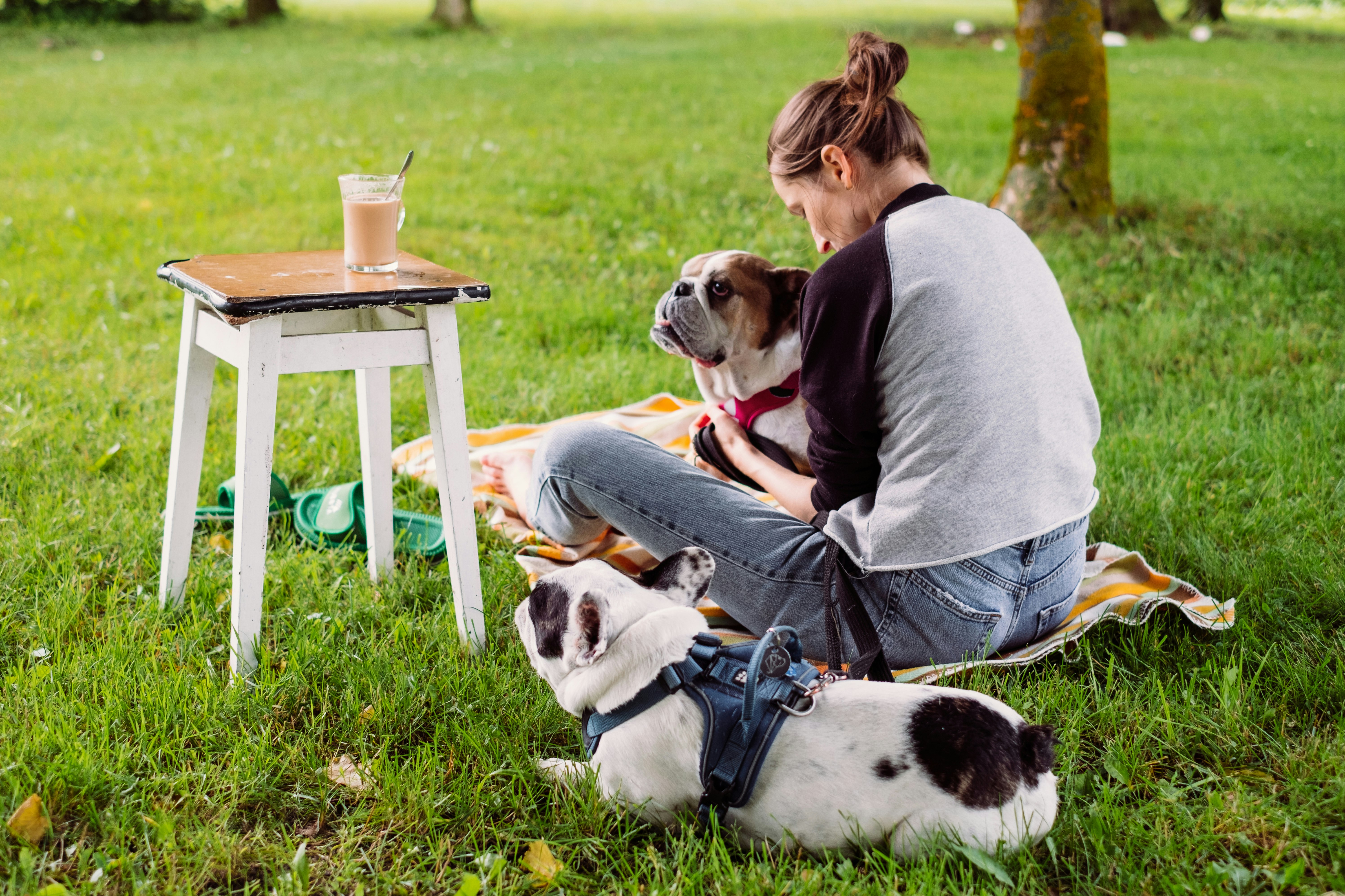 woman in gray shirt sitting on chair beside white and black short coated dog
